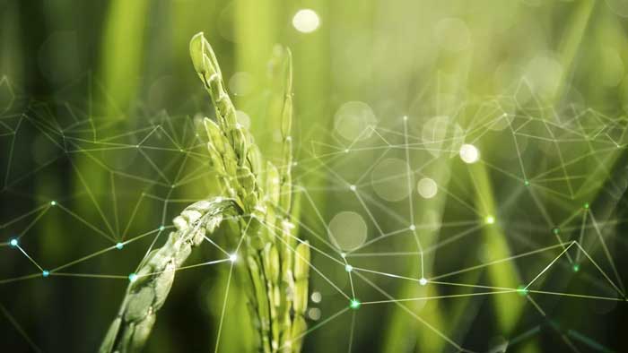 Agrifood e sostenibilità digitale, trend e servizi